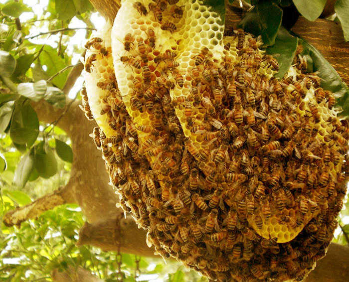 Image Sáp mật ong rừng 2