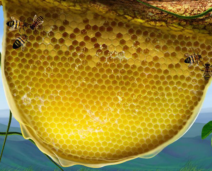 Image Sáp mật ong rừng 3
