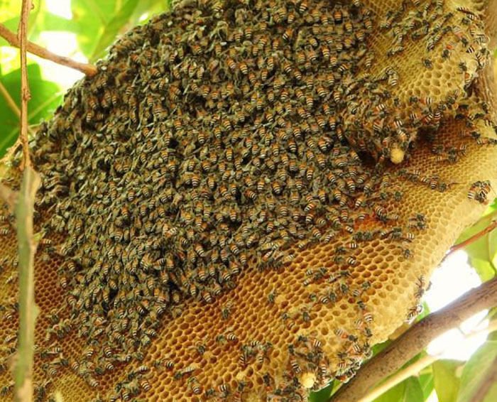 Sáp mật ong rừng